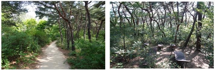 남산소나무숲.jpg